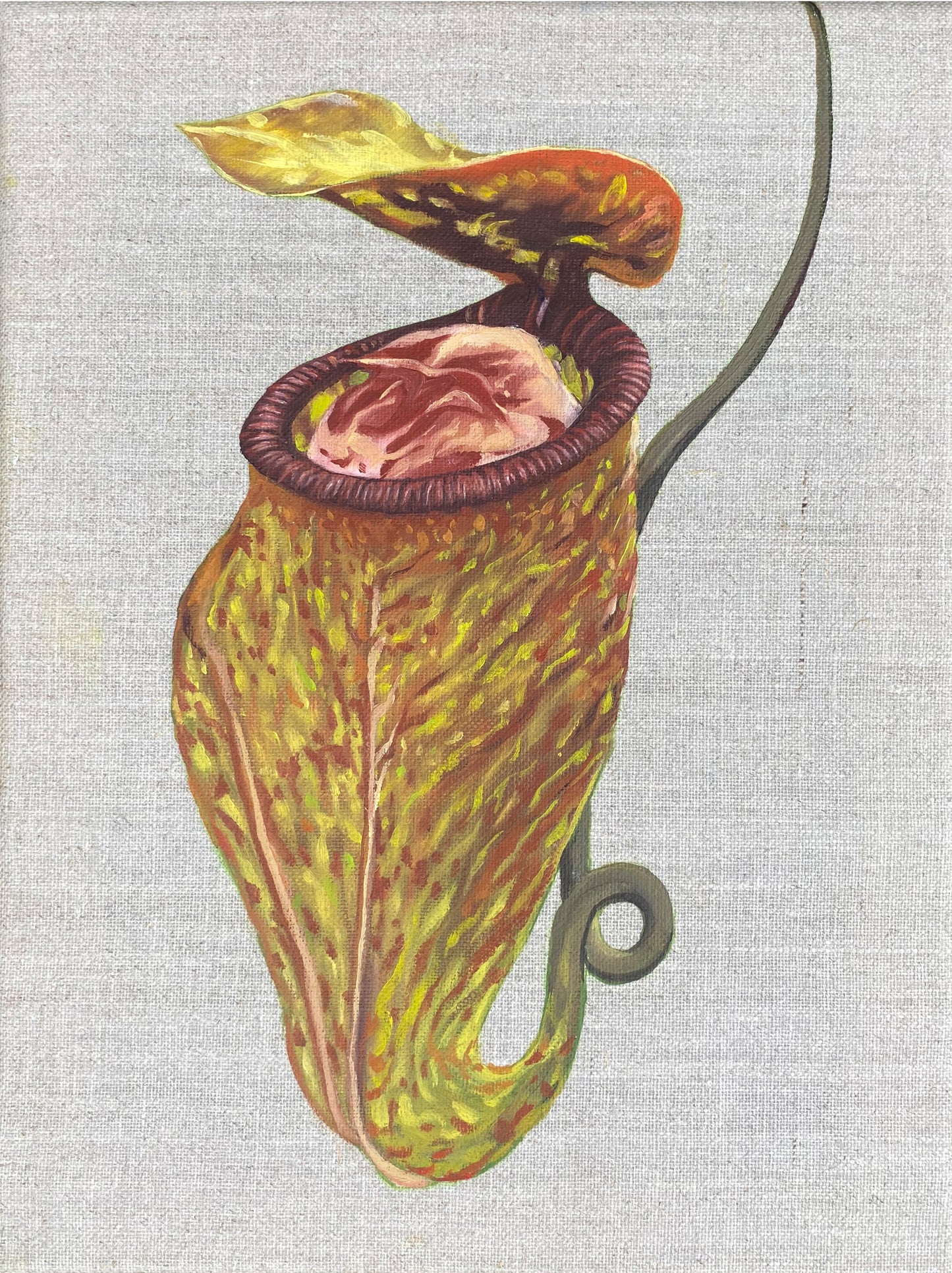 Kjøttetende plante II