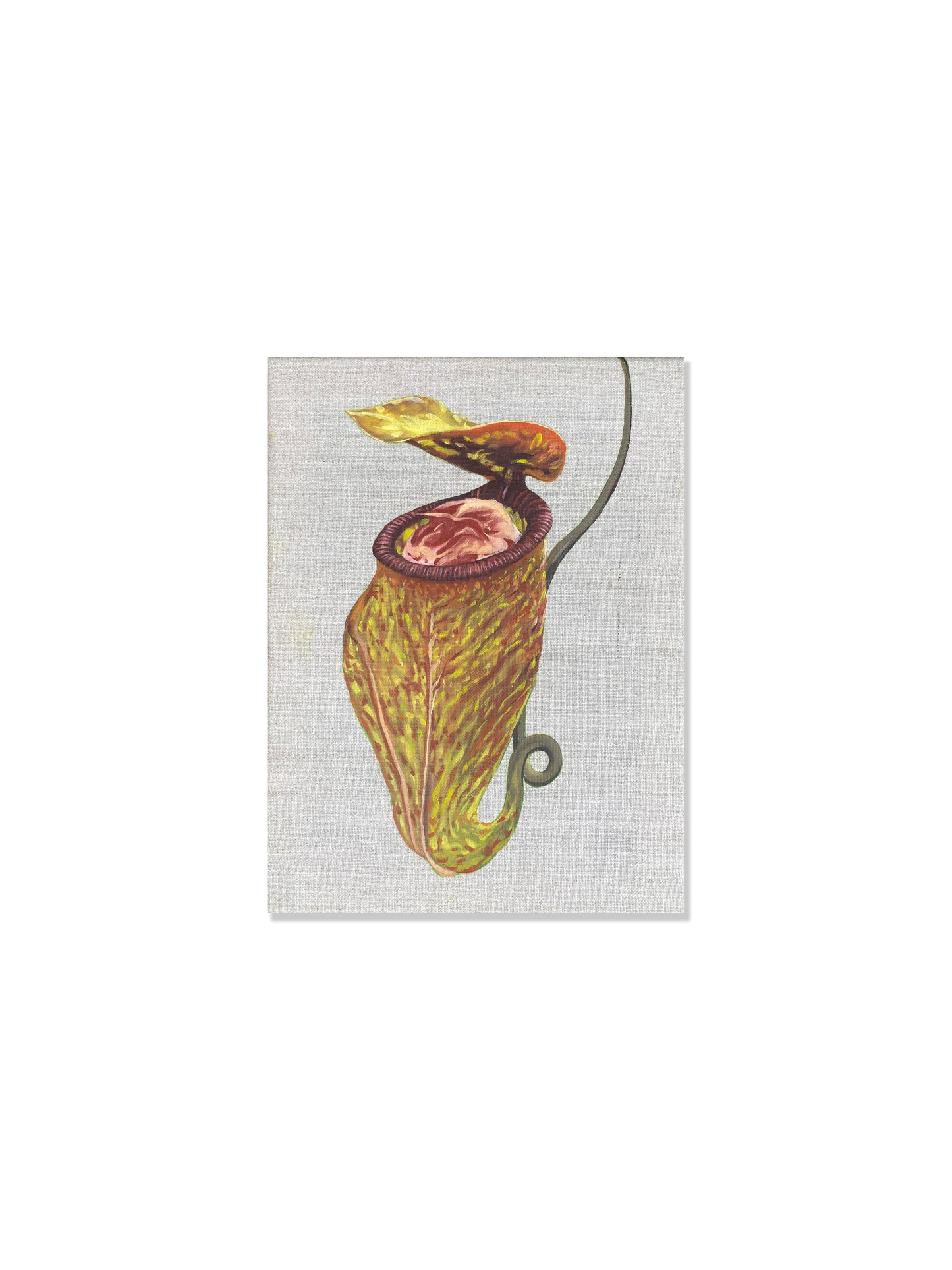 Kjøttetende plante II