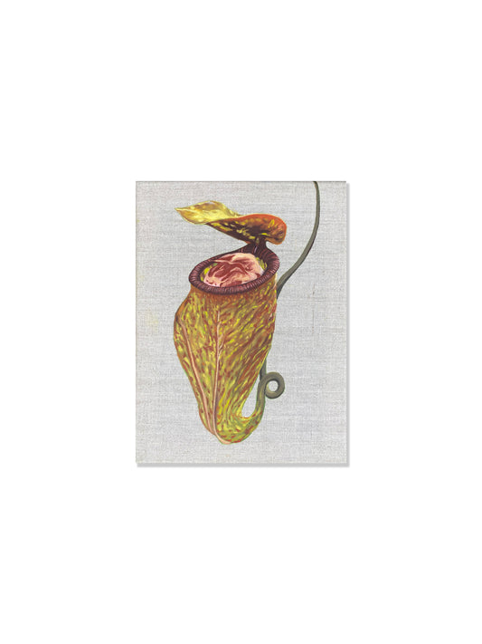 Kjøttetende plante II